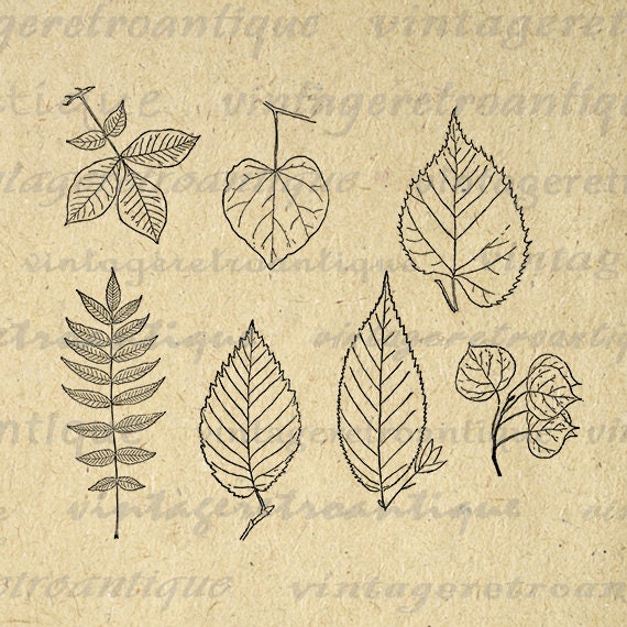 printable digital leaf graphic leaves collage sheet image