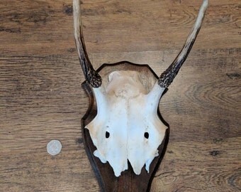 Deer skull mount | Etsy