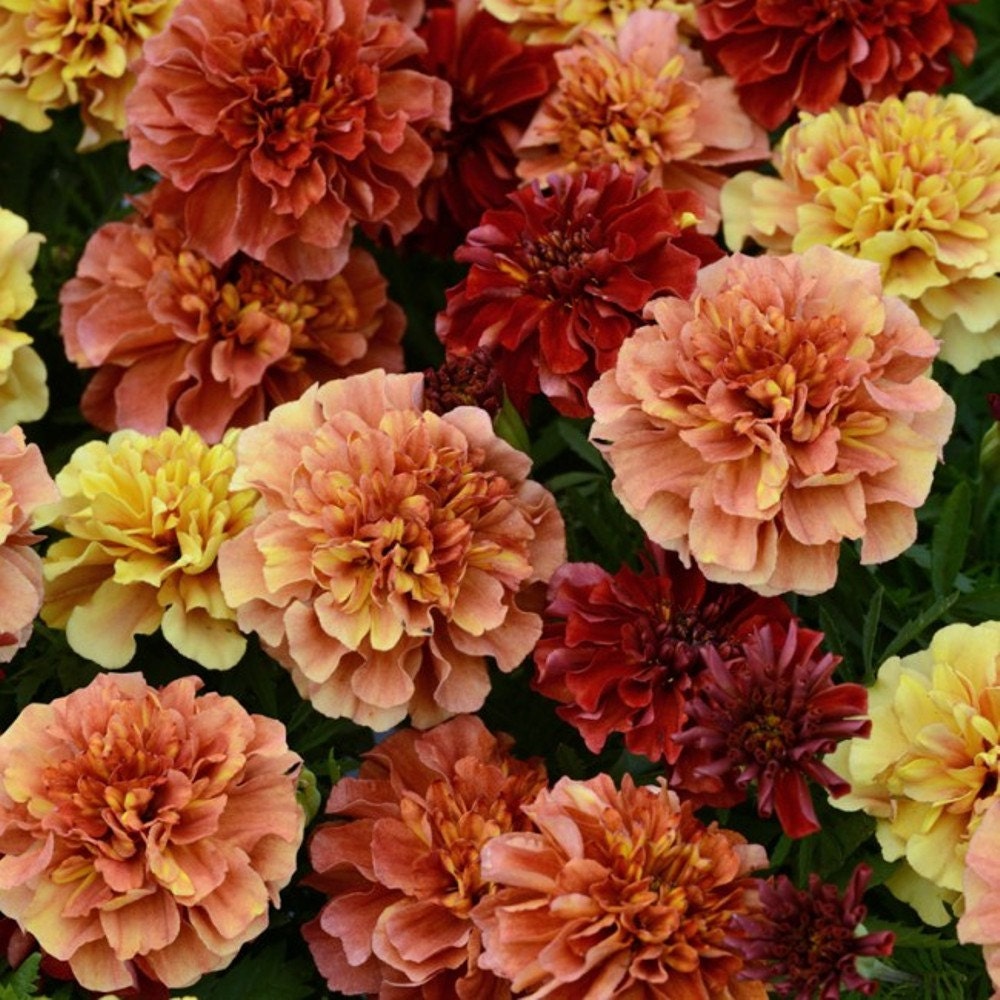 French Marigold Strawberry Blonde Multiple Flower Colors On