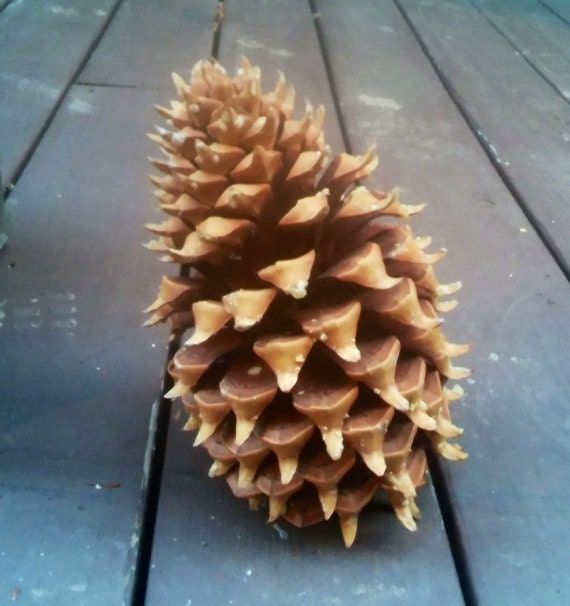 10 x 8 Giant Coulter Widowmaker Pine Cone by FairyKoolTreasures