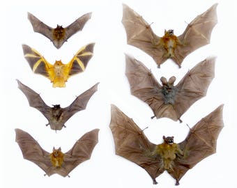 Real Taxidermy Bats - Variety: Vesper, Painted, Mastiff, Fruit, Vampire, Leaf-Nosed