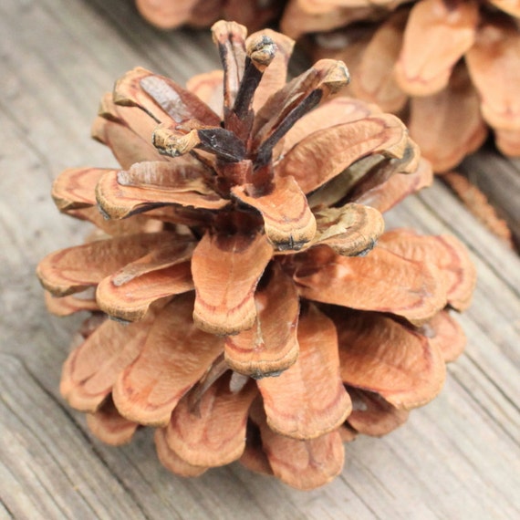 Austrian Pine Cones 18 from Ohio