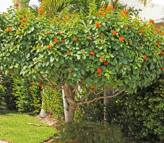 Live Healthy Orange Geiger Tree 8 inches tall in 6 inch pot. Grown