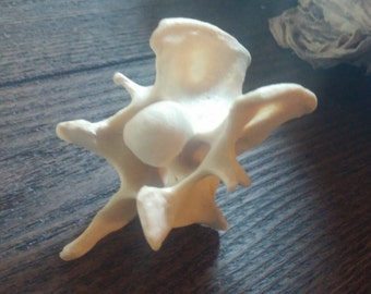 REAL Deer Vertebrae Real Bones Taxidermy European Roe Deer