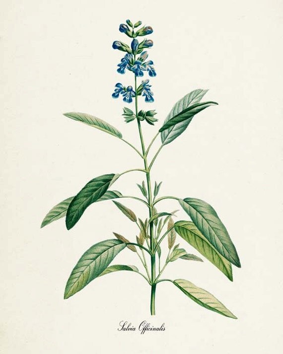 Sage Botanical Print Sage Art Print Herb Art Herb Print