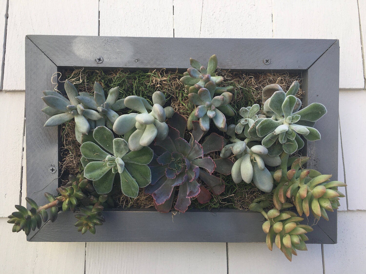 Succulent Wall Planter Hanging Living Wall Picture Frame