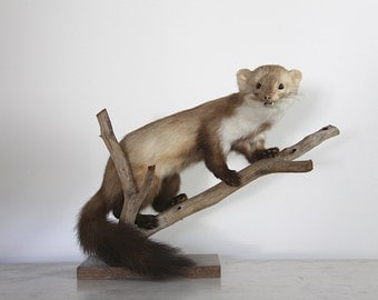 Sweet Vintage Taxidermy Marten, Weasel, Ferret, Cream and Brown Nordic JDL
