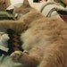 Zombie Kitteh