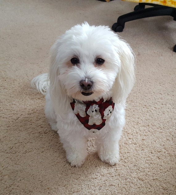 Reversible Maltese Mix White Dog Bones Paw Prints