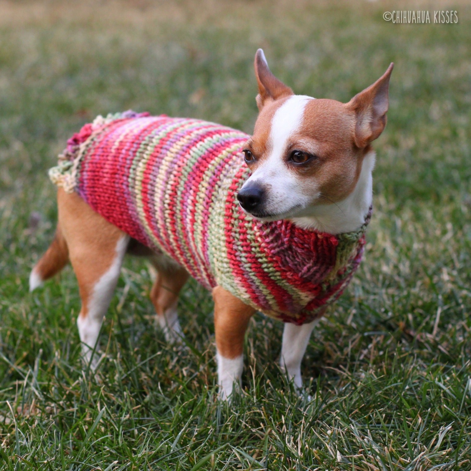 Pretty Girl Collection Chihuahua sweater Chihuahua