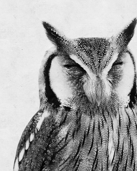 Owl Print Black and White Owl Wall Art Owl Art Animal
