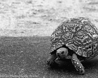 Tortoise | Etsy