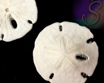 5 Small Sand Dollars, Perfect for Beach Resin Jewelry, Genuine Sand Dollar, Varied Sizes 3/4" - 1-1/4", SZS1458