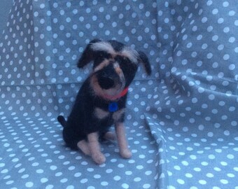Miniature schnauzer Hendrix
