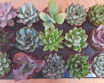 4 inch Succulents **YOU CHOOSE 5**