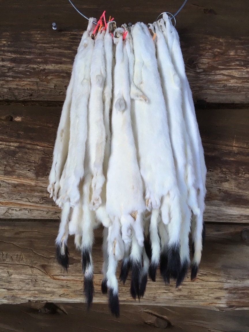 Tanned Long Tailed Weasel Pelts Real Fur Taxidermy Log Cabin