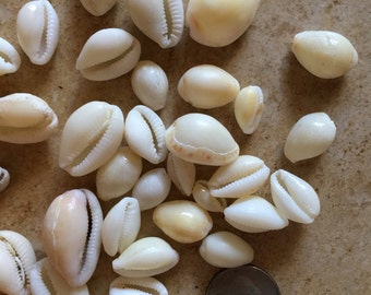 Coffee bean shell | Etsy