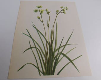 Vintage Botanical Print - 8x10