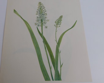 Vintage Botanical Print- 8x10