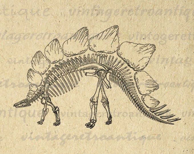 Printable Dinosaur Stegosaurus Dinosaur Skeleton Graphic Image Digital Download Printable Vintage Clip Art Jpg Png Eps HQ 300dpi No.2189