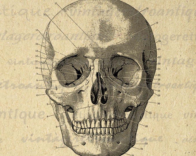 Skull Diagram Image Digital Download Printable Skull Illustration Graphic Vintage Clip Art Jpg Png Eps HQ 300dpi No.2260