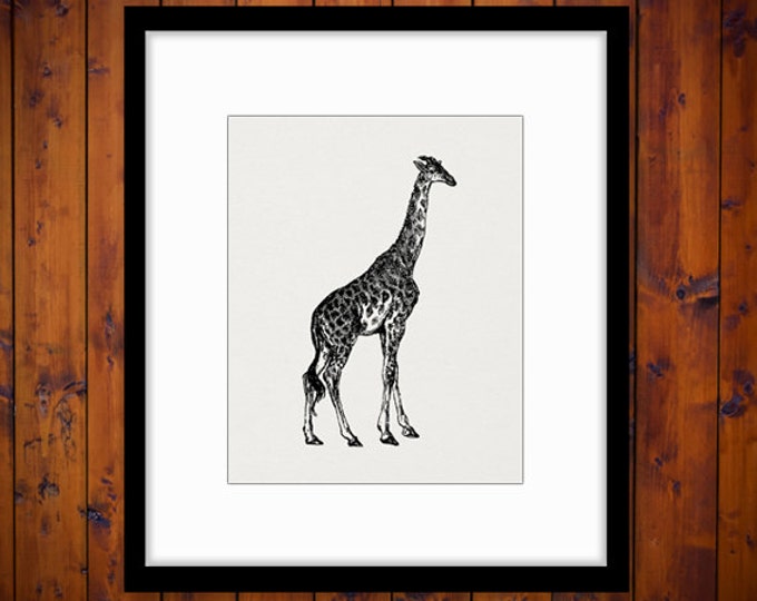 Giraffe Printable Graphic Image Animal Artwork Digital Download Illustration Vintage Clip Art Jpg Png Eps HQ 300dpi No.4144