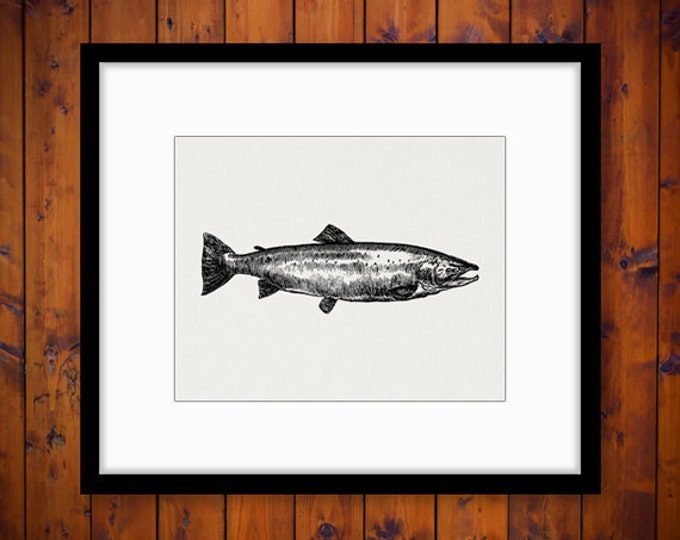 Digital Salmon Fish Printable Image Graphic Download Artwork Antique Clip Art Jpg Png Eps HQ 300dpi No.4056