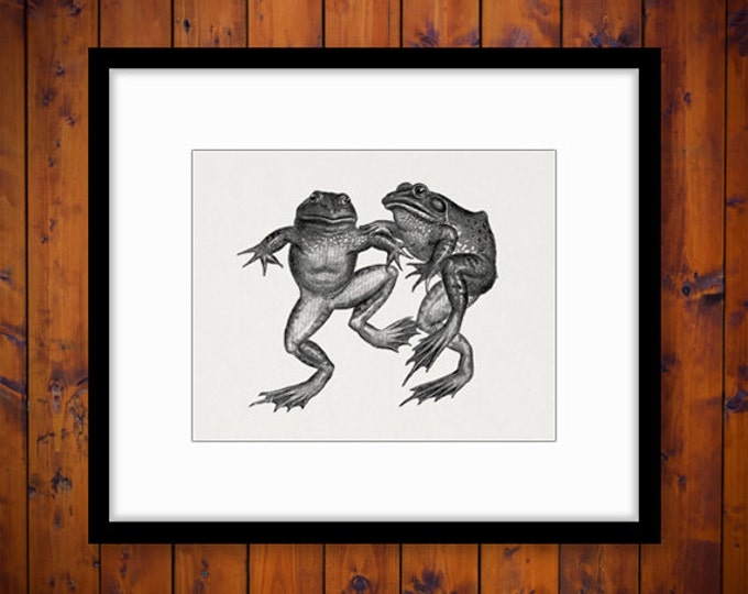 Frogs Digital Graphic Image Frog Printable Download Artwork Jpg Png Eps HQ 300dpi No.4143