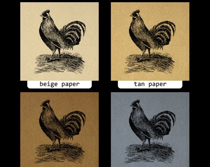 Printable Antique Rooster Image Download Illustration Graphic Chicken Digital Vintage Clip Art Jpg Png Eps HQ 300dpi No.874