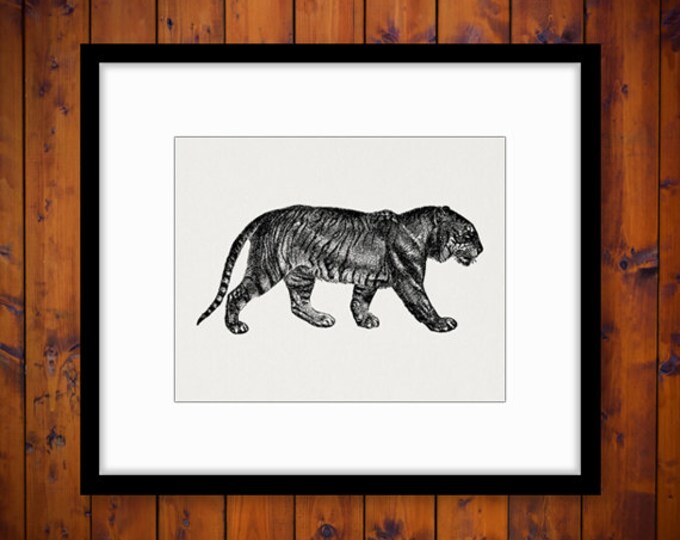 Printable Image Bengal Tiger Digital Download Illustration Graphic Vintage Clip Art Jpg Png Eps HQ 300dpi No.2684