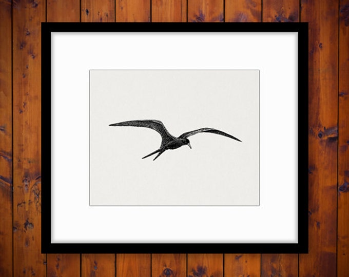 Soaring Bird Printable Image Digital Flying Bird Illustration Download Graphic Antique Clip Art Jpg Png Eps HQ 300dpi No.889