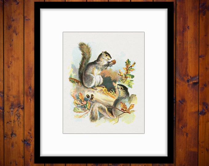 Printable Image Classic Squirrel Download Antique Illustration Digital Graphic Vintage Clip Art HQ 300dpi No.2002