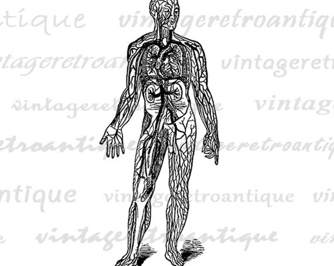 Digital Printable Medical Diagram Download Man Graphic Anatomy Image HQ 300dpi No.119