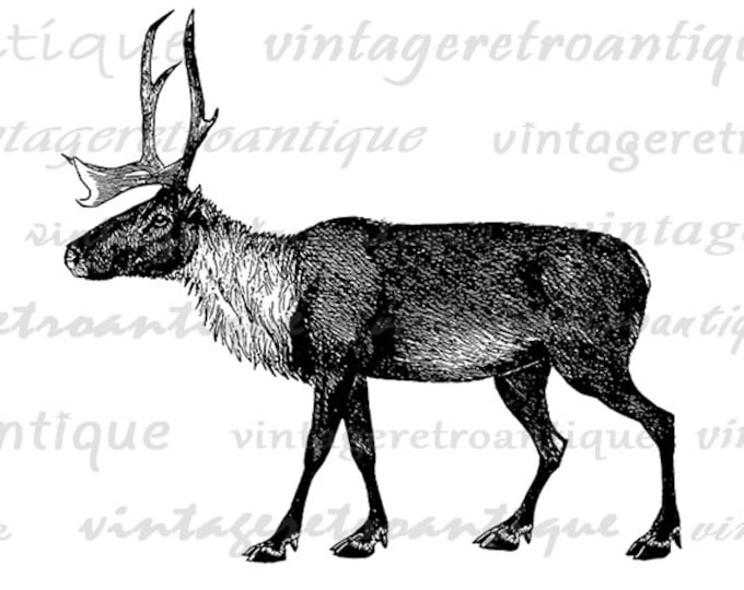 Digital Graphic Caribou Deer Animal Download Printable Image Artwork Vintage Clip Art Jpg Png Eps HQ 300dpi No.2150