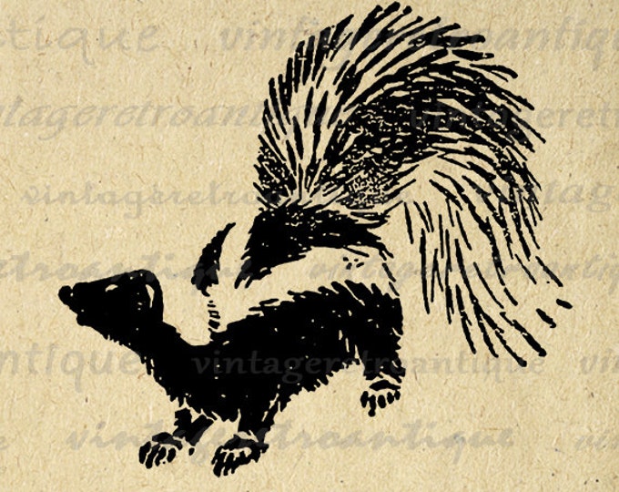 Skunk Image Printable Download Antique Graphic Digital Vintage Clip Art Jpg Png Eps HQ 300dpi No.068