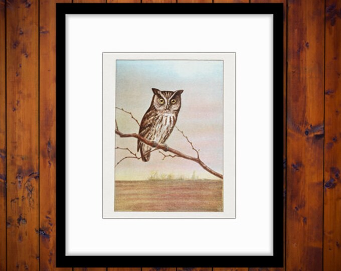 Digital Graphic Owl Illustration Printable Color Bird Image Download HQ 300dpi No.907