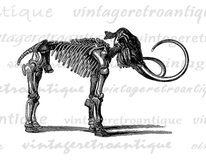 Woolly Mammoth Skeleton Image Graphic Download Printable Digital Vintage Clip Art Jpg Png Eps HQ 300dpi No.2891