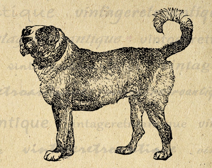 Digital Printable Mastiff Dog Graphic Dog Download Image Illustration Antique Clip Art Jpg Png Eps HQ 300dpi No.4216