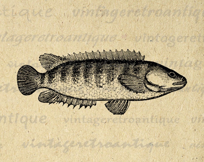 Digital Image Fish Graphic Antique Download Printable Vintage Clip Art Jpg Png Eps HQ 300dpi No.600