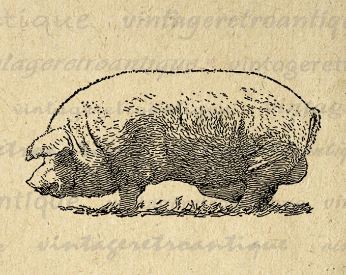 Boar Pig Image Graphic Printable Download Digital Illustration Antique Clip Art Jpg Png Eps HQ 300dpi No.3229