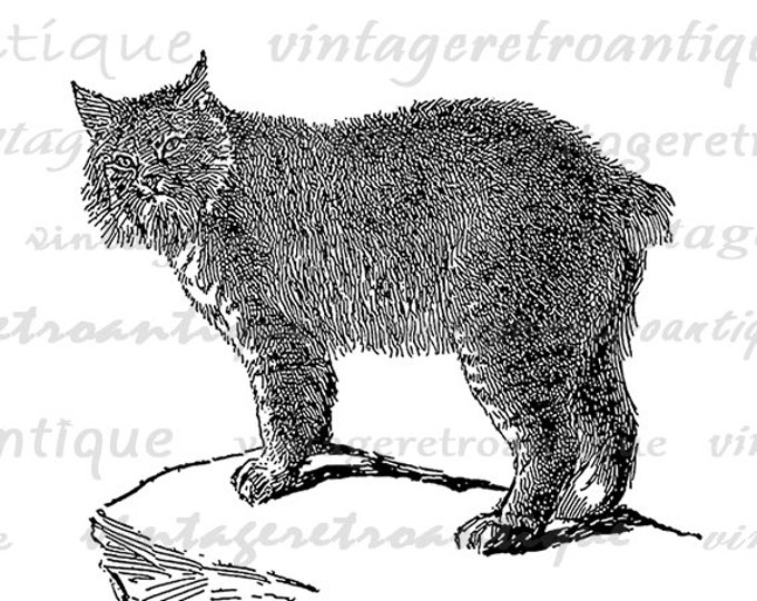 Printable Digital Canada Lynx Cat Download Graphic Image Vintage Clip Art Jpg Png Eps HQ 300dpi No.3183