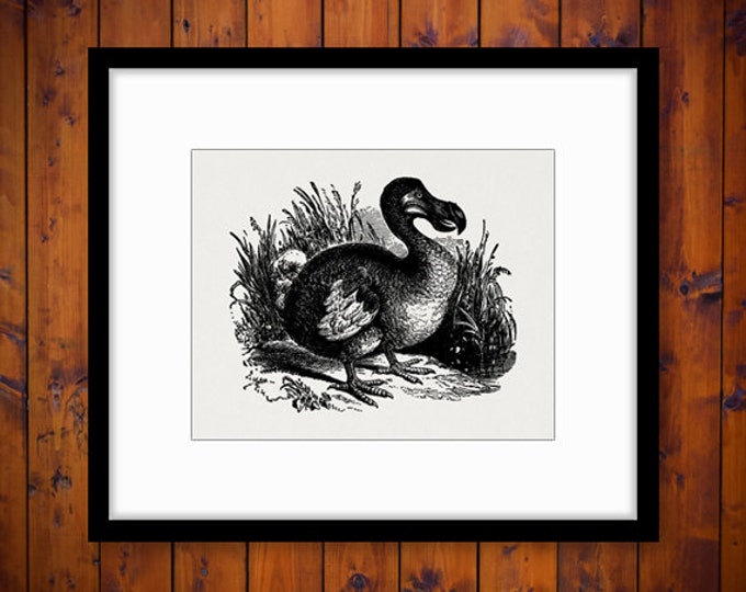 Printable Graphic Dodo Bird Illustration Digital Download Image Artwork Vintage Clip Art Jpg Png Eps HQ 300dpi No.2600