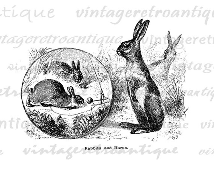 Printable Graphic Rabbits and Hares Image Easter Spring Digital Bunny Download Antique Clip Art Jpg Png Eps 18x18 HQ 300dpi No.628