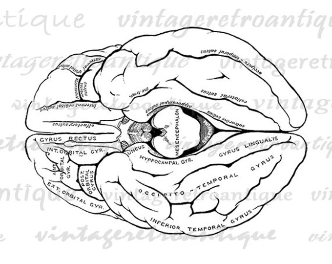 Printable Brain Diagram Digital Image Download Graphic Illustration Vintage Clip Art Jpg Png Eps HQ 300dpi No.2259