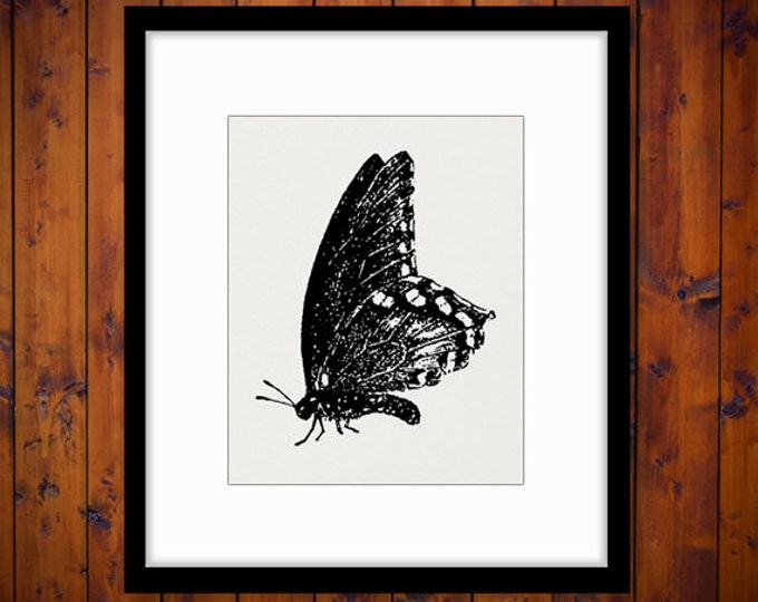 Digital Printable Butterfly Graphic Antique Butterfly Download Butterfly Insect Image Vintage Clip Art for Transfers etc HQ 300dpi No.4641