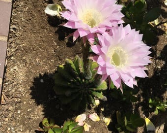View Trumpet Flower Cactus Images
