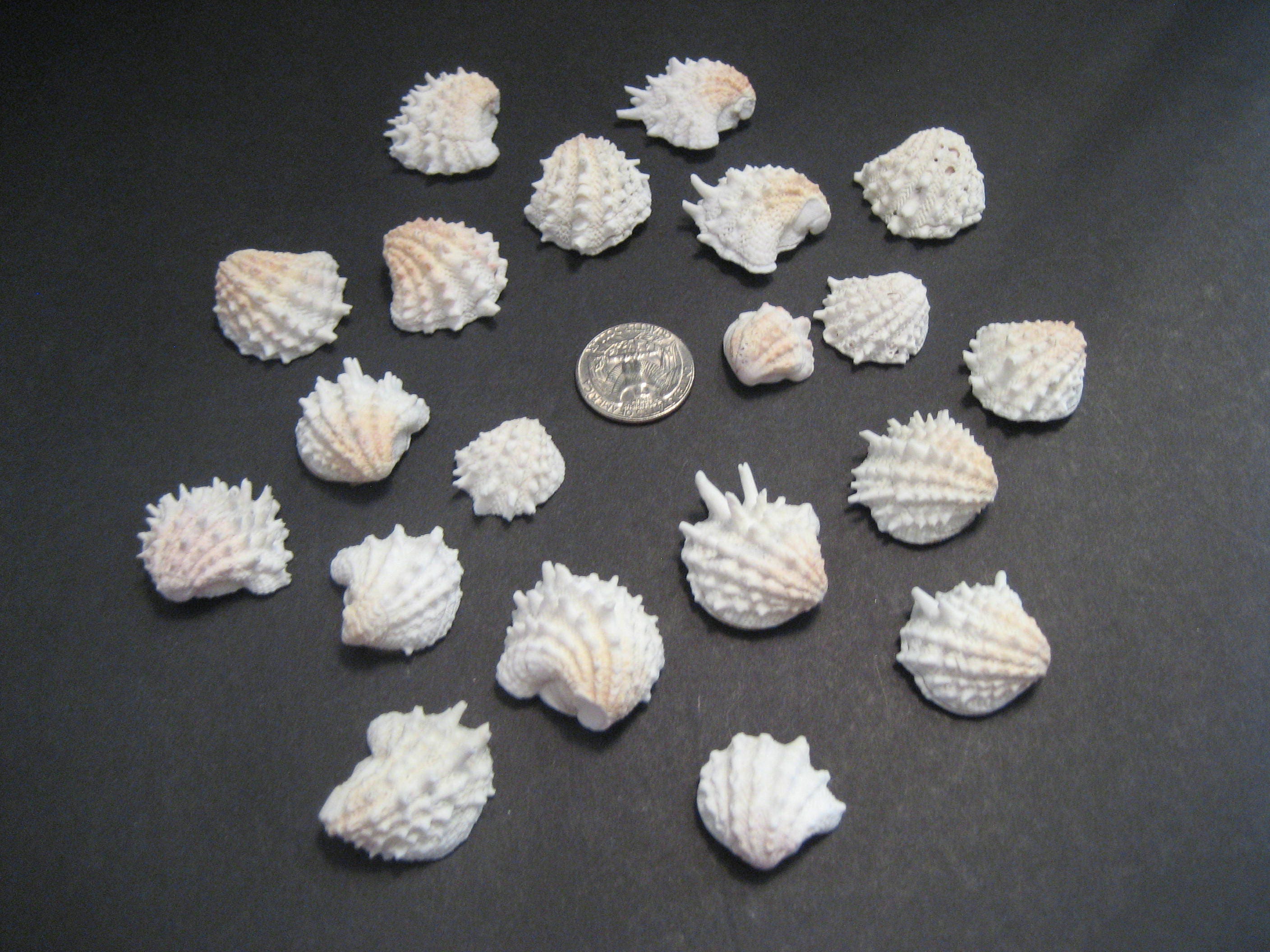 20 SPINY JEWEL BOX Ocean Beach Shells From Siesta Key Beach