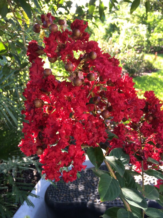 Crepe Myrtle Lagerstroemia indica Red Rooster 50 seeds