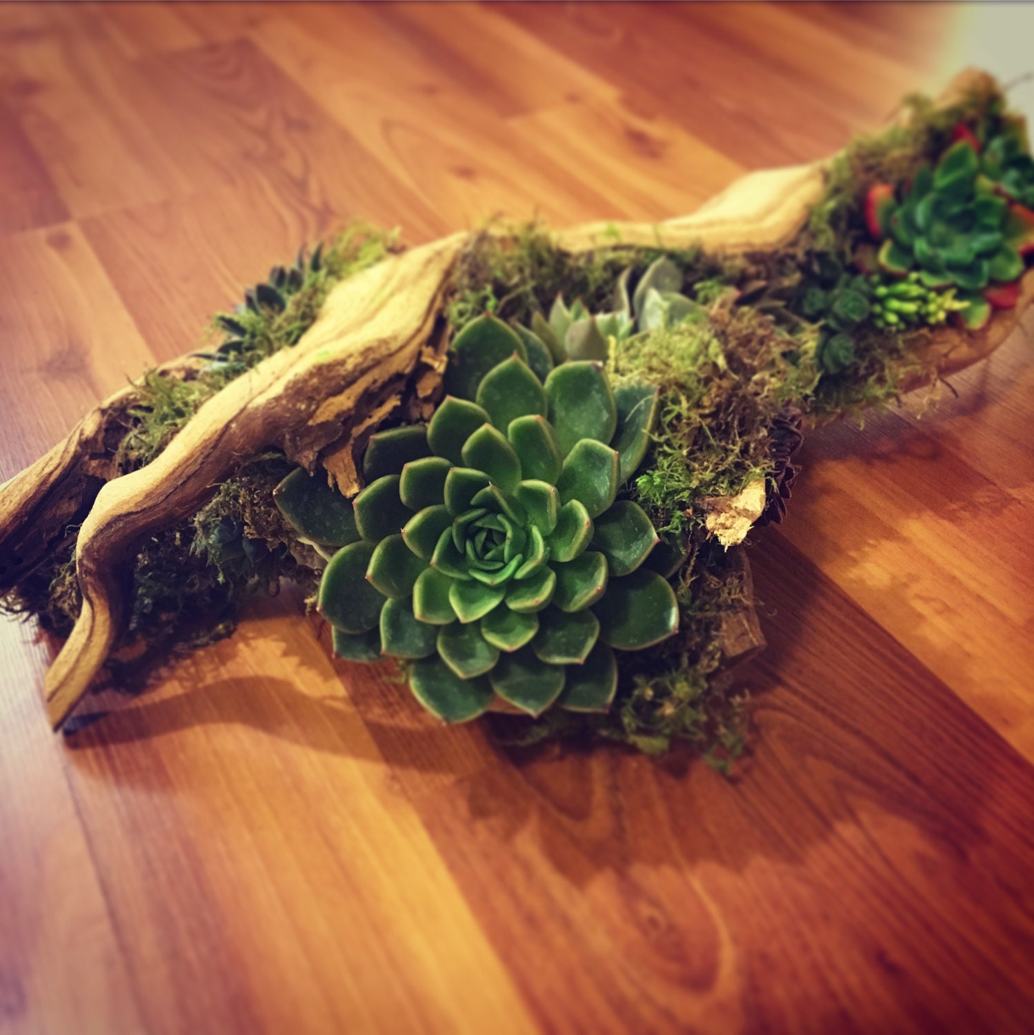 Large Driftwood Succulent Arrangement Available With Faux