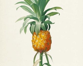 Pineapple Botanical Print, Pineapple Art Print, Wall Art, Fruit Art, Fruit Print, Kitchen Art, Garden, Redoute Art, Bromelia Ananas